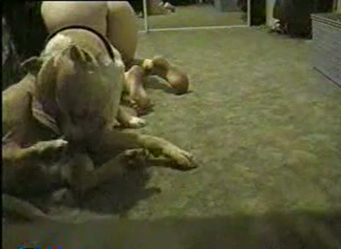 Video :Lady begging for dog to fuck her pussy in dog porno